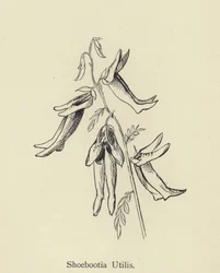 Shoebootia Utilis
